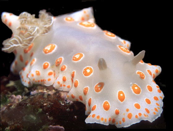 Chromodoris marislae